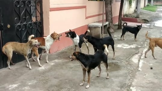 People troubled by the menace of dogs and monkeys in Nahar