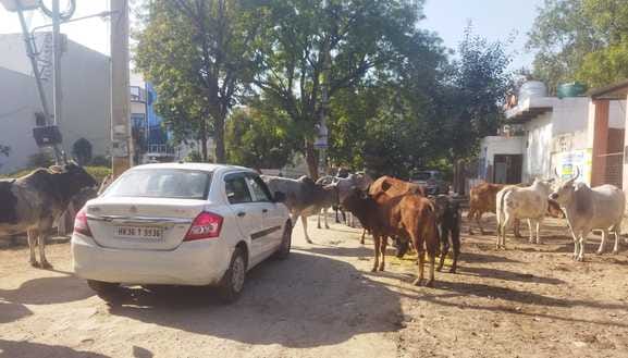 Agency caught 151 animals in a month, DC gave target of 400