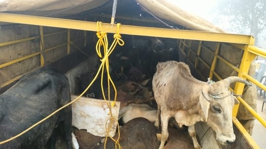 The cattle were stuffed in the canter, six were found dead and 13 were found alive