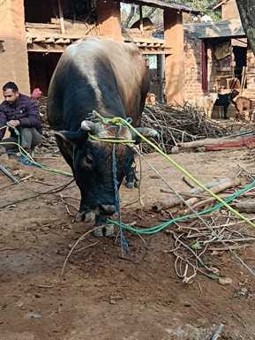 Cattle on the road, people are losing their lives in accidents, who is responsible?
