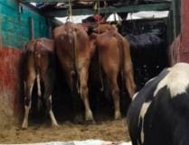 Police Free the 17 Cattles, One Arrested