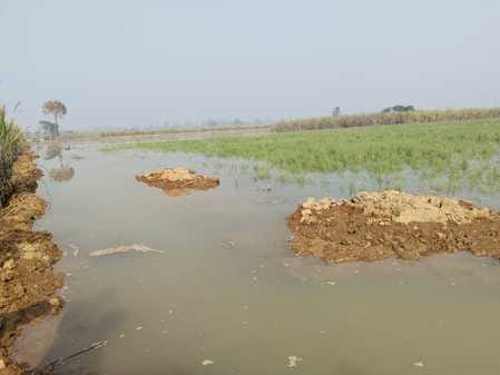 Canal cut, 150 acres of crops submerged in water