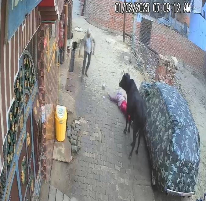 A bull picked up a woman who was going to get milk and threw her.