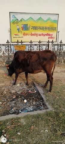 Unclaimed animals pushed many people to death, they were caught and taken to cow sanctuary, now that too is full.