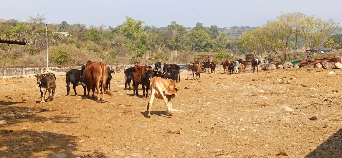 Who is the help for the voiceless... dirty water to drink, no green fodder to eat