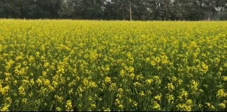 As the price increased, the area under sowing of mustard also increased.