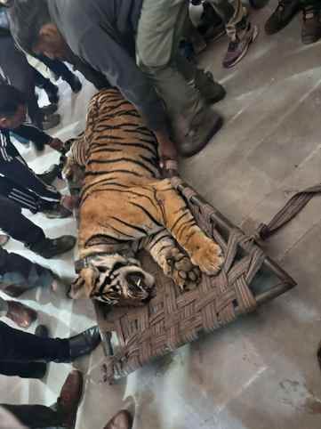 The tiger that created terror in Rewari was killed in the fight for supremacy.