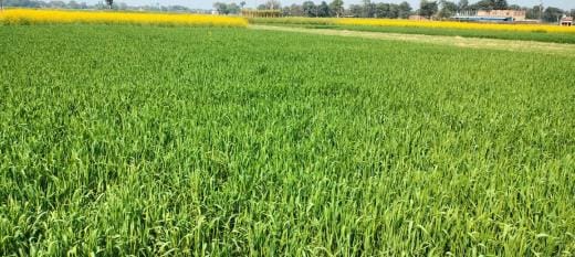 Weather increases concern, production will be affected due to increase in temperature