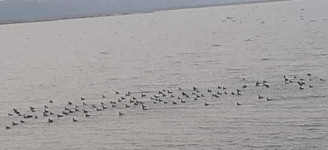 Due to lack of food, migratory birds turned away from Sharda Dam