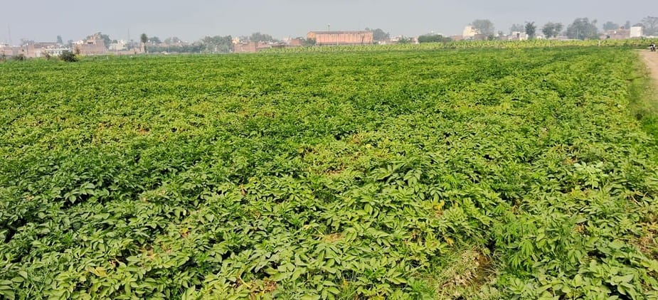 The craze for vegetable farming increased among farmers due to getting good prices