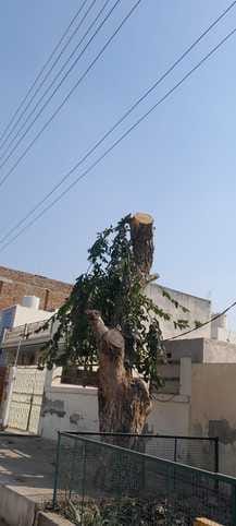 Electricity Corporation cut trees, Forest Department issued challan