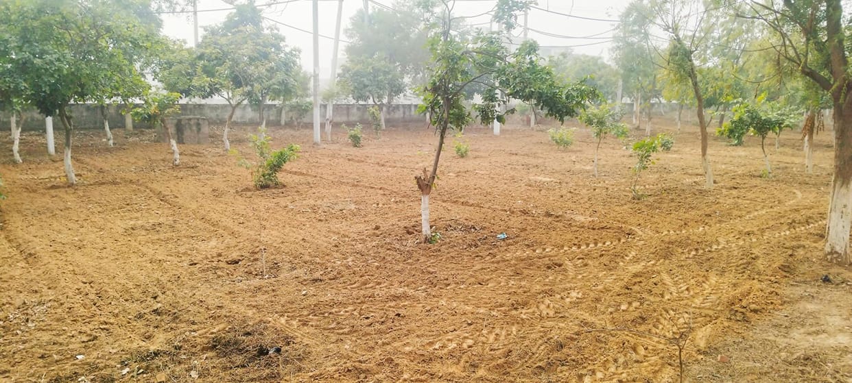 Jeev Seva Jeevan Seva Sanstha changed the look of Green Belt, planted 500 new saplings