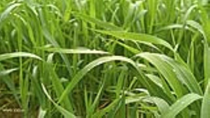Farmers should not irrigate crops till February 5: Agriculture Department