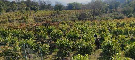 HP Shiva project brought guava harvest, yield increased to 60 quintals in two years