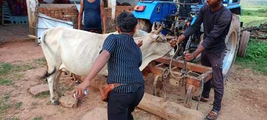 गाय को लगाई जा रही वैक्सीन