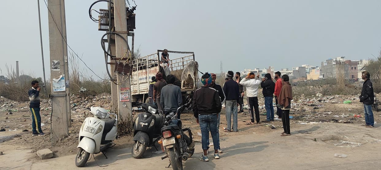 Destitute animals will be caught under police protection, city council asked for staff from SP and SDM