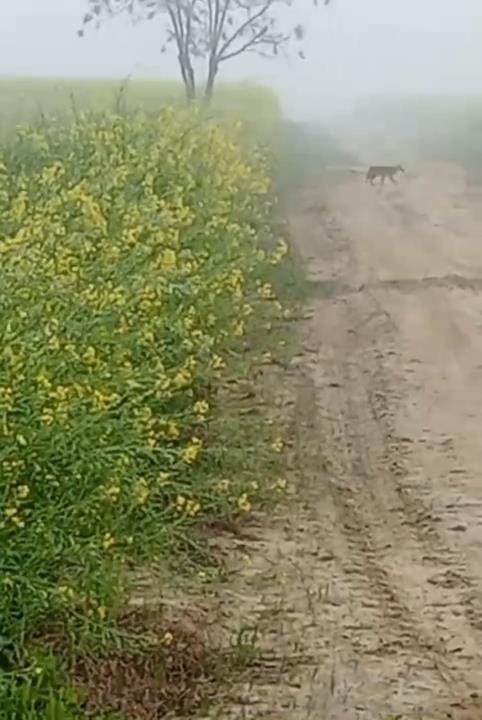 Wildlife officials investigated eight places in Dabwali area, leopard not found
