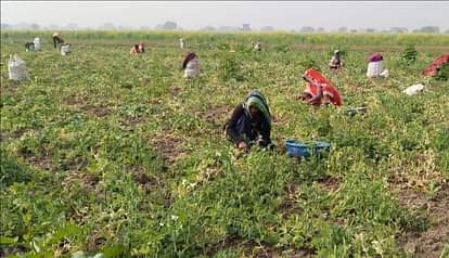 Traders are not showing interest in green peas, farmers are in loss