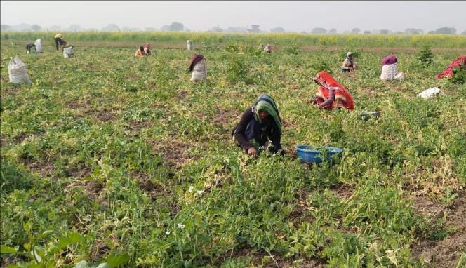 Traders are not showing interest in green peas, farmers are in loss