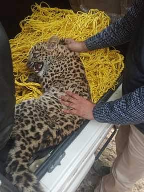 leopard found in danda village