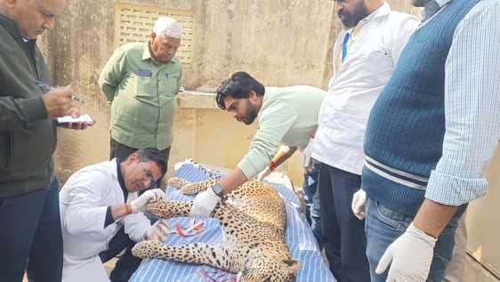 Bundi : Panther died in collision with vehicle, accident happened on NH 52 in Ramgarh Vishdhari Tiger Reserve