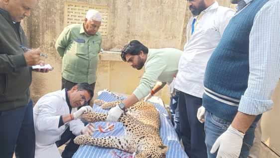 Bundi : Panther died in collision with vehicle, accident happened on NH 52 in Ramgarh Vishdhari Tiger Reserve