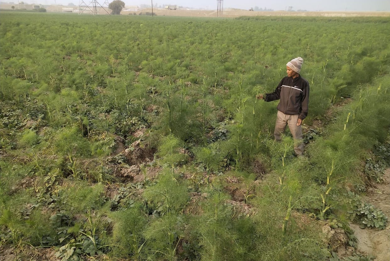 Cultivation of fennel along with potatoes is making farmers rich