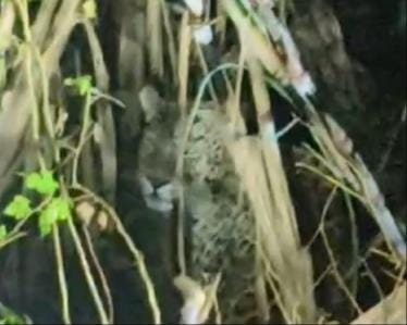 Now a leopard was seen near Saidpur, a car driver made a video