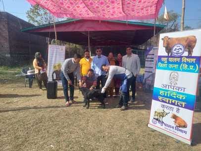 Vaccinations to protect animals from rabies