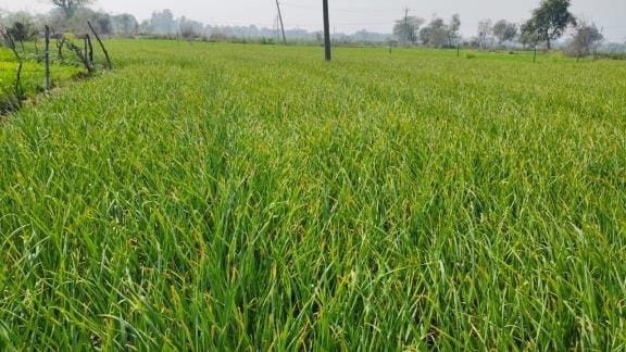 Auraiya's millet, mustard and garlic will make a mark in foreign countries
