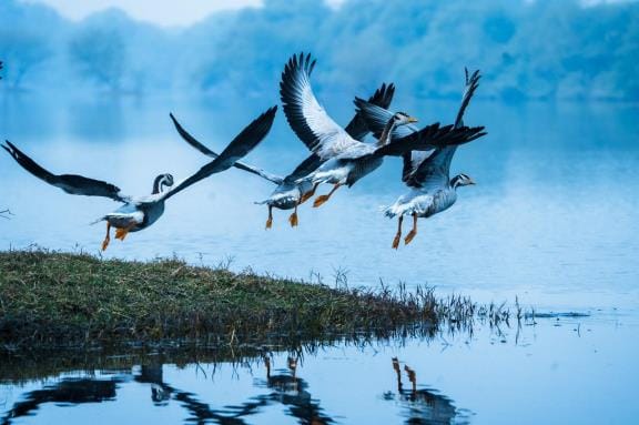 Geese fly from Siberia