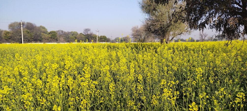 Crops will benefit from drizzle, wheat will grow faster