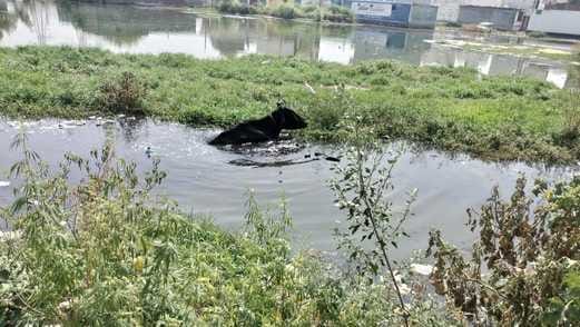 Cow stuck in broken drain, villagers rescued it after hours