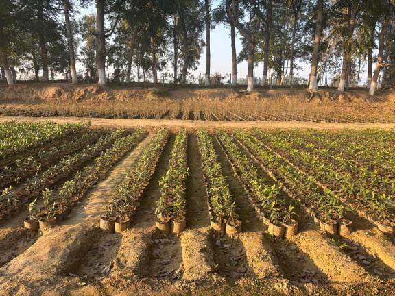 9 lakh saplings being prepared in Badopal nursery for monsoon season