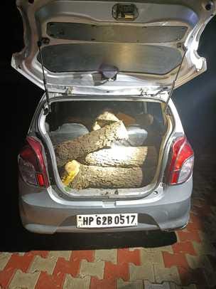 Two arrested with 11 mustaches of Khair being taken in Alto