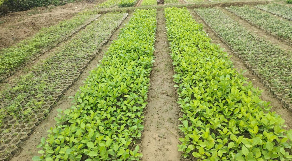 4.93 lakh saplings being prepared in 7 nurseries