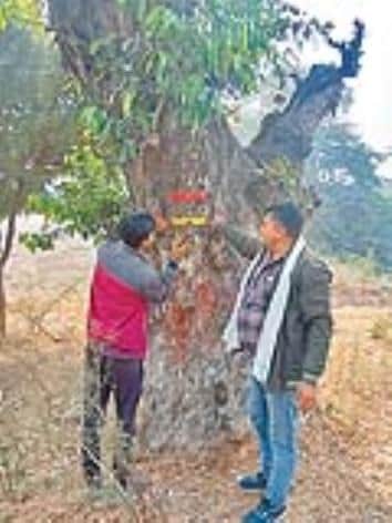 पेड़ों पर रिफलेक्टर टेप लगाते कर्मचारी 