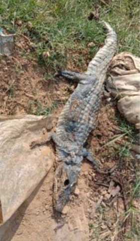 Damoh Crocodile seen sitting on a stone in Guraiya river in Pathghat