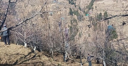 Gardening in danger due to temperature fluctuations, chilling hours are not being completed