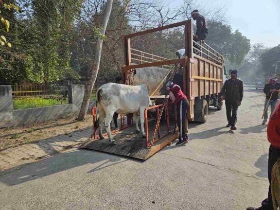 Municipal Corporation gets additional policemen, campaign to catch destitute animals will intensify from today