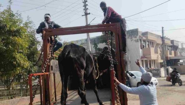 Municipal Corporation team caught 70 destitute animals