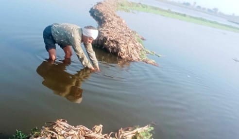 The dam of Narau pond was broken again, causing damage to crops