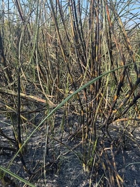 One and a half acre sugarcane crop caught fire in District Councilor's field
