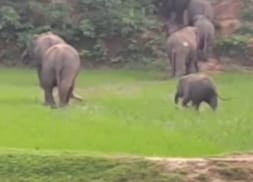 जंगल छोड़कर खेतों में पहुंच रहे हाथी, फसलों को पहुंचा रहे नुकसान