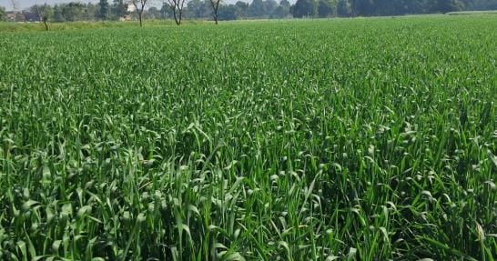 Frost increases worries of 2.60 lakh farmers