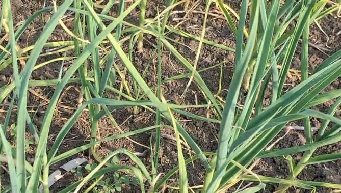 Sagar: Downy Mildew Attacks Garlic Crop, 15,000 Hectares Affected, Experts Advise Proper Chemical Treatment
