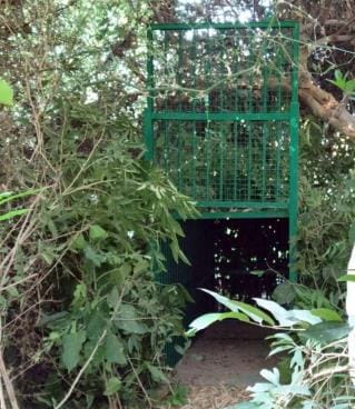 Cage installed to catch tiger, panic