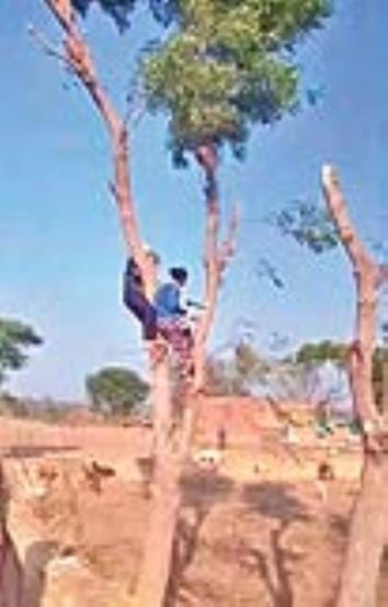 aanvala sultaanapur mein neem ke ped kaatane pita aur usake do putr paaband