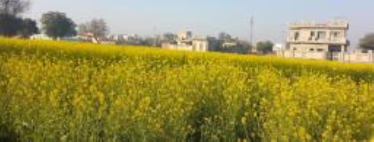 80 thousand metric tons of mustard purchased last year is still lying in the warehouses.