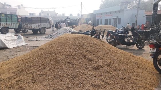 Prices of paddy 1121 are not increasing, being sold up to Rs 3950